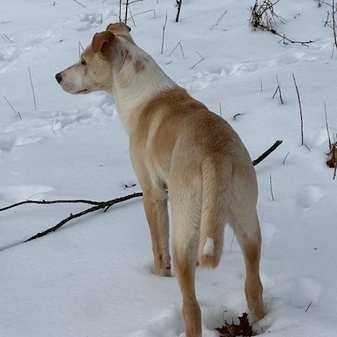 Enlarge Harrison, an adopted mixed breed in Lakeville, MN image 3/5