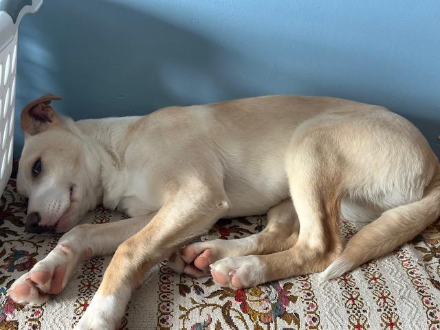 Enlarge Harrison, an adopted mixed breed in Lakeville, MN image 2/5