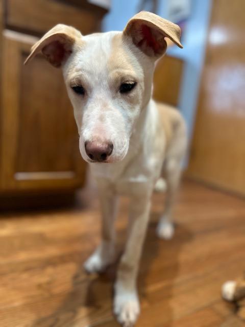 Enlarge Harrison, an adopted mixed breed in Lakeville, MN image 4/5