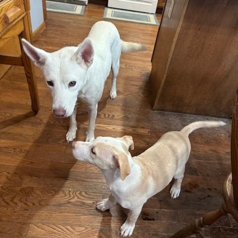 Enlarge Harrison, an adopted mixed breed in Lakeville, MN image 5/5