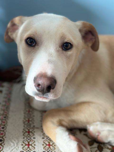 Enlarge Harrison, an adopted mixed breed in Lakeville, MN image 1/5