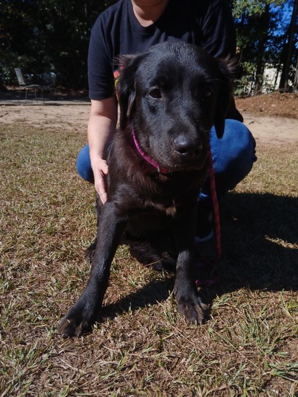 Mira, Adoptable, Puppy Female Labrador Retriever.