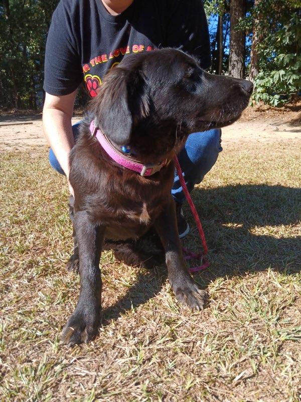 Enlarge Mira, a Adoptable mixed breed in Smyrna, GA image 2/3