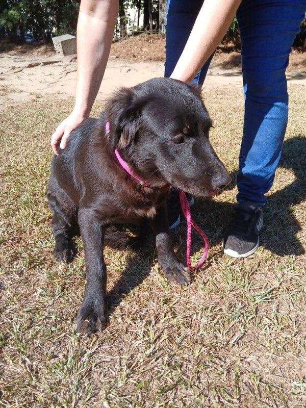 Enlarge Mira, a Adoptable mixed breed in Smyrna, GA image 3/3