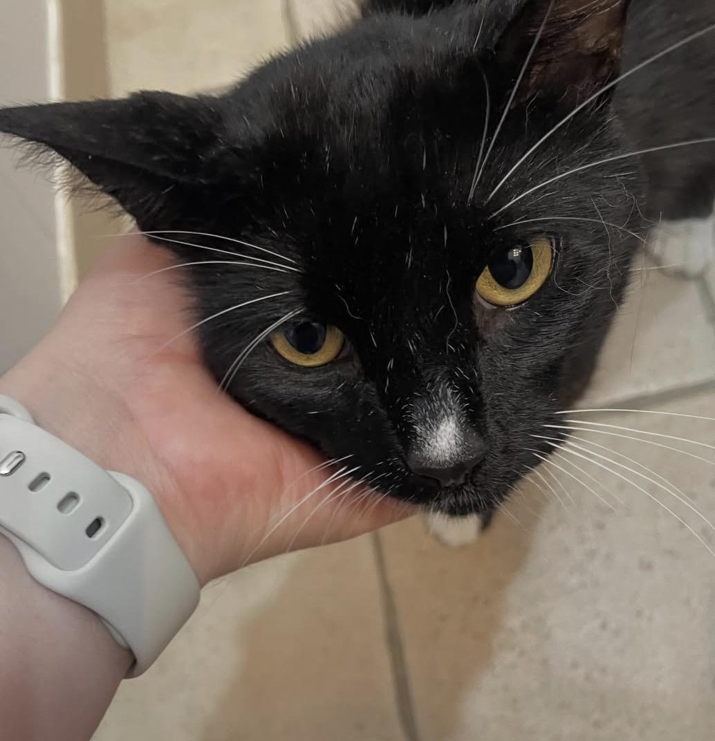 Wilson, a ADOPTABLE Domestic Short Hair in Hamilton, ON image 4/5