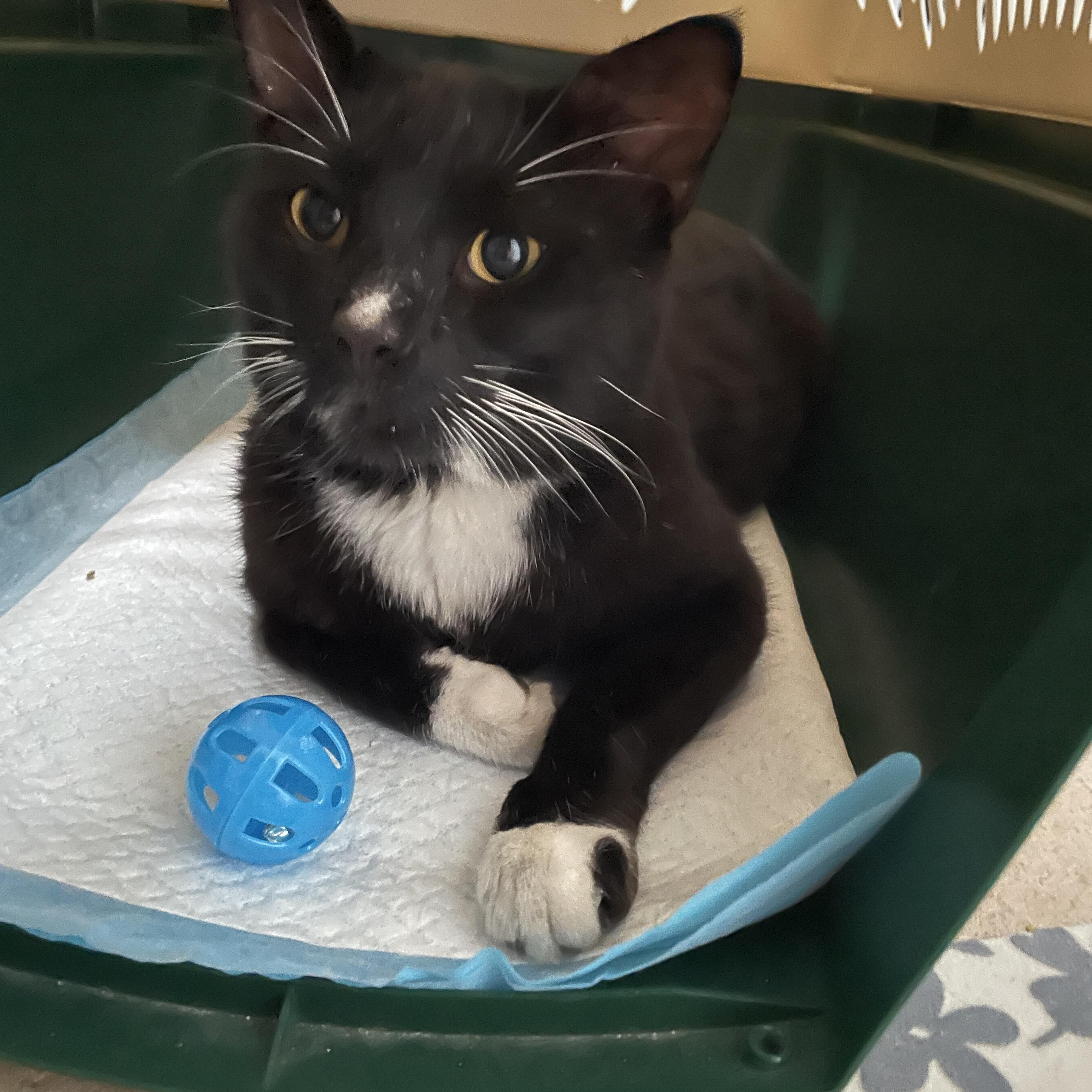 Wilson, ADOPTABLE, Adult Male Domestic Short Hair.