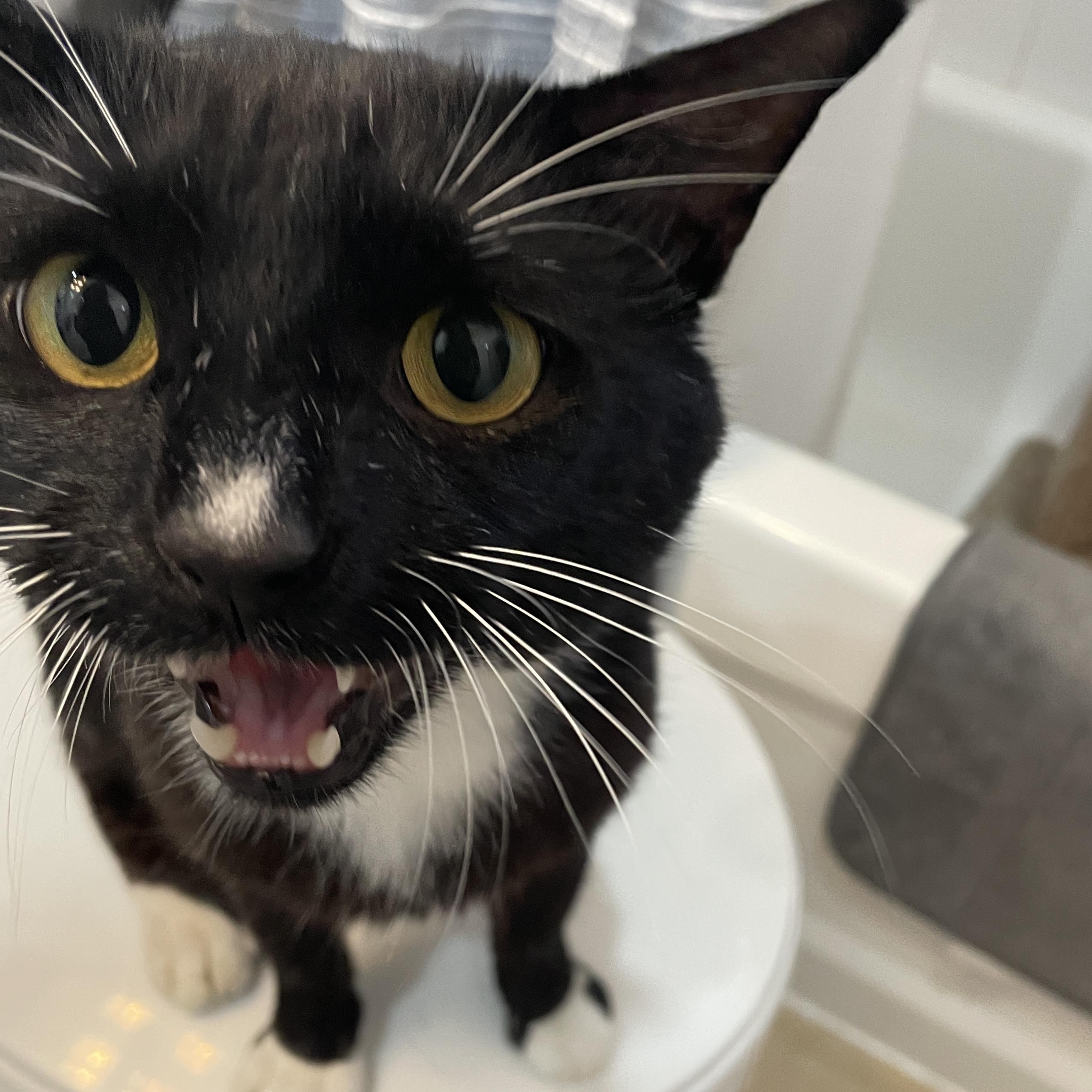 Wilson, a ADOPTABLE Domestic Short Hair in Hamilton, ON image 5/5
