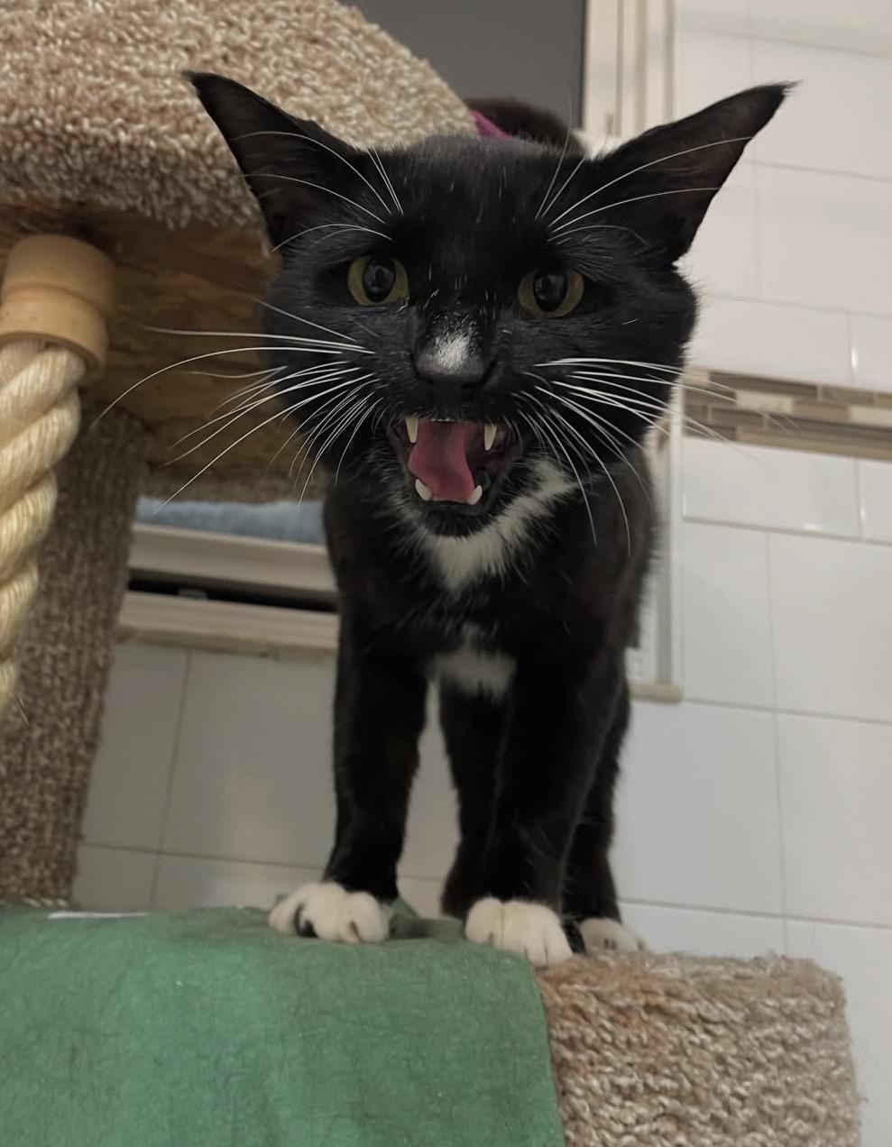 Wilson, a ADOPTABLE Domestic Short Hair in Hamilton, ON image 2/5