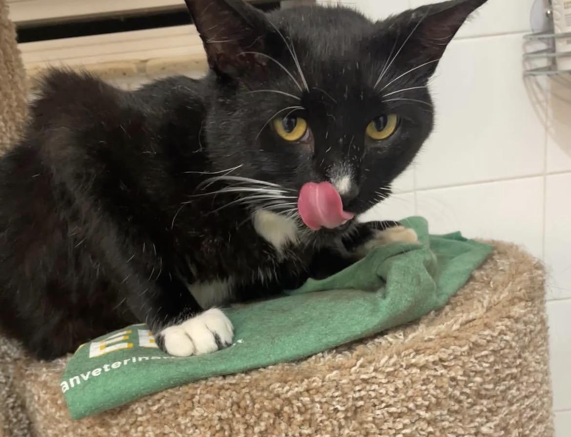 Wilson, a ADOPTABLE Domestic Short Hair in Hamilton, ON image 3/5
