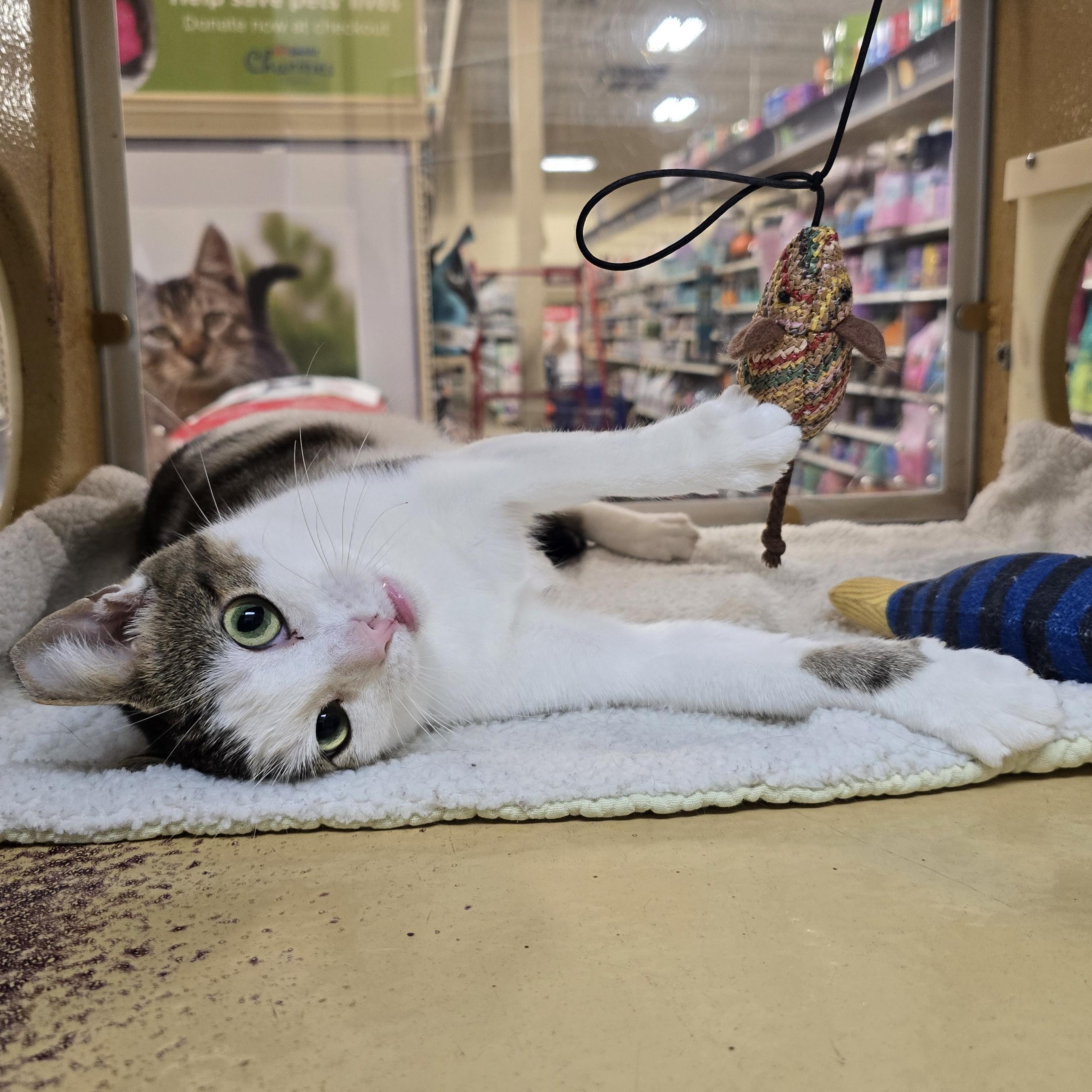Enlarge Ash, a Adopted Domestic Short Hair in Richmond Hill, ON image 3/5