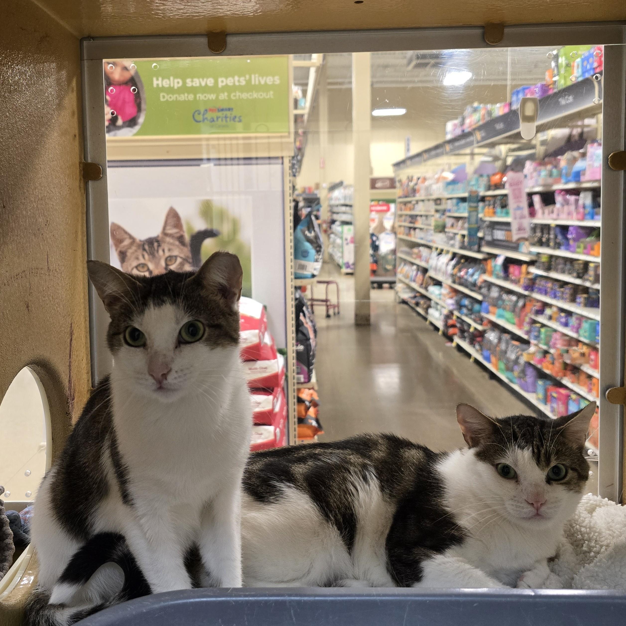 Enlarge Ash, a Adopted Domestic Short Hair in Richmond Hill, ON image 4/5