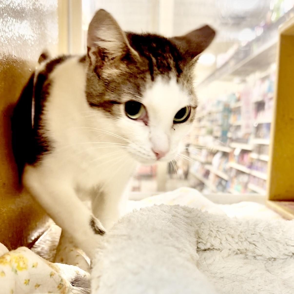 Enlarge Ash, a Adopted Domestic Short Hair in Richmond Hill, ON image 5/5