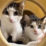 Enlarge Ash, a Adopted Domestic Short Hair in Richmond Hill, ON image 2/5