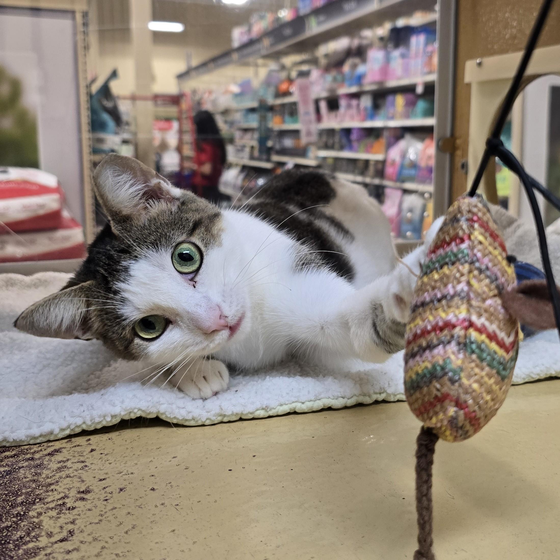 Enlarge Ash, a Adopted Domestic Short Hair in Richmond Hill, ON image 1/5