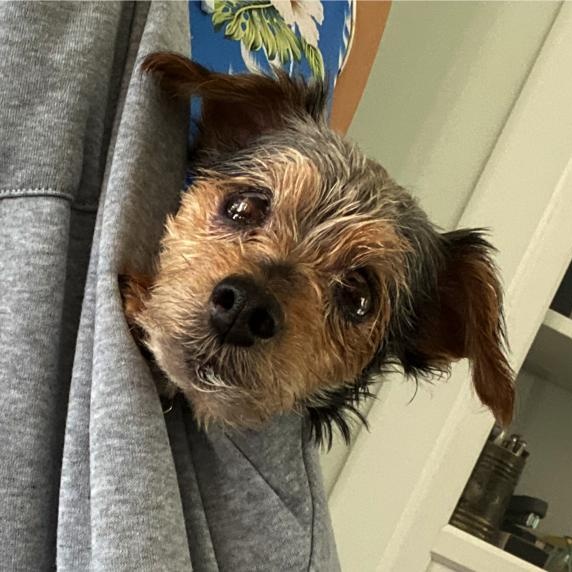 Addy, Adoptable, Senior Female Yorkshire Terrier.