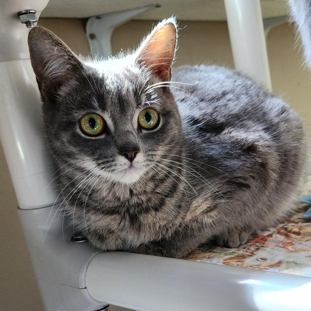 Sicily, Adoptable, Kitten Female American Shorthair.