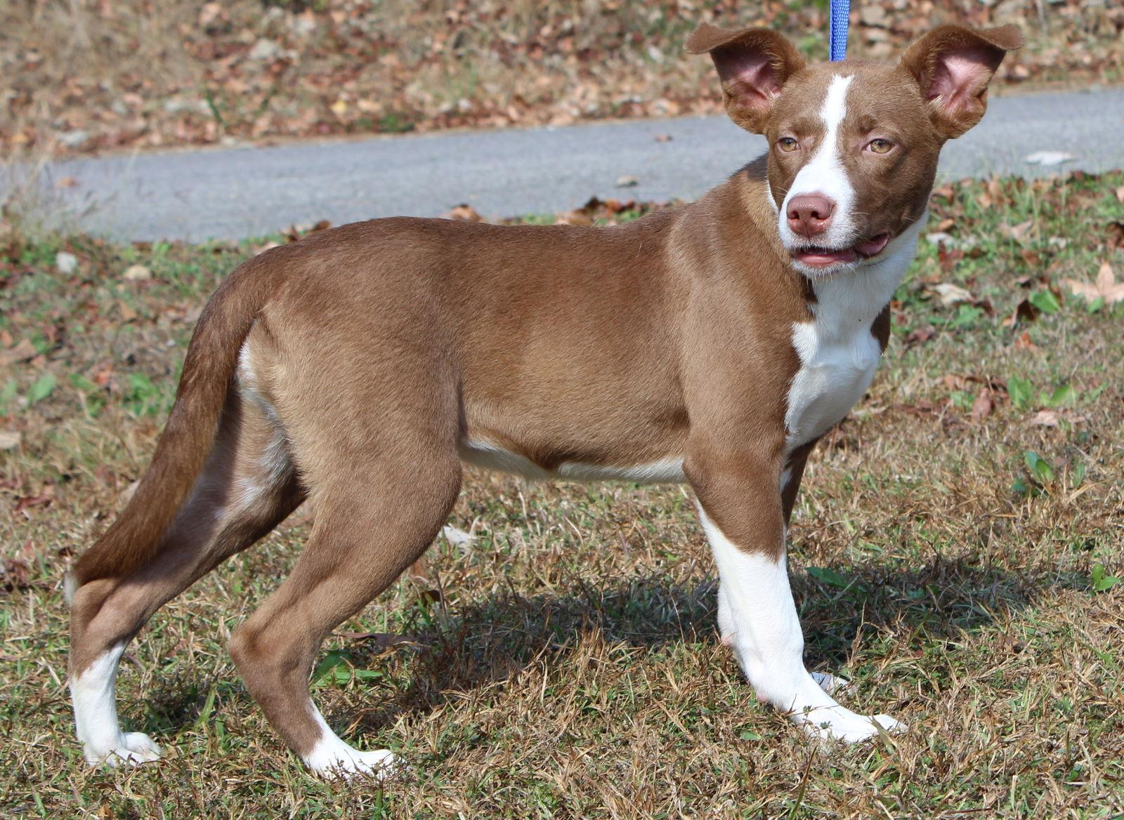 Olivia 42730, Adoptable, Puppy Female Terrier.