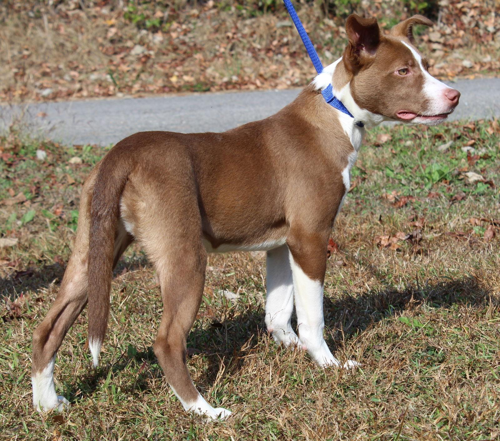 Olivia 42730, a Adoptable Terrier in Prattville, AL image 2/3