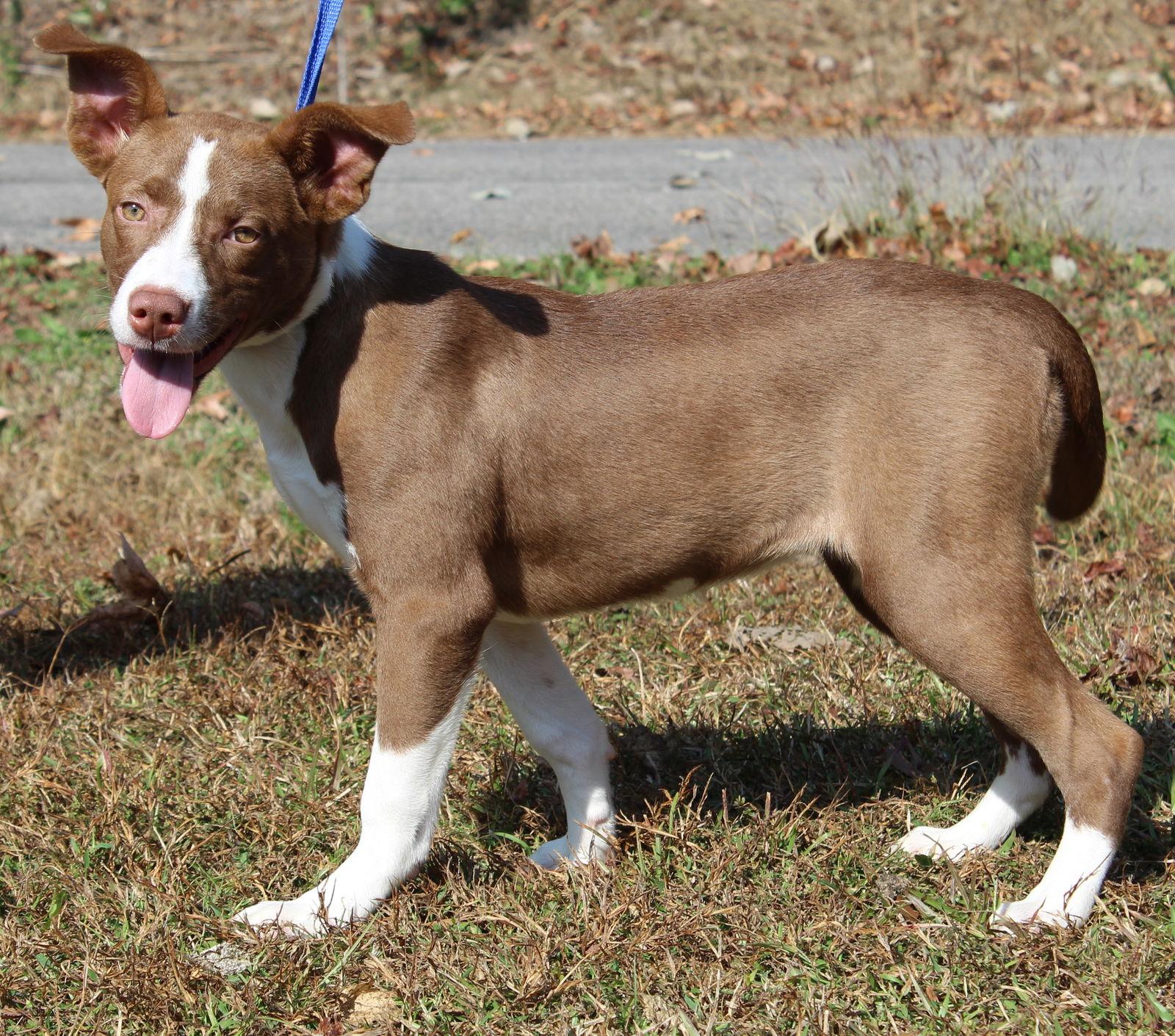 Olivia 42730, a Adoptable Terrier in Prattville, AL image 3/3