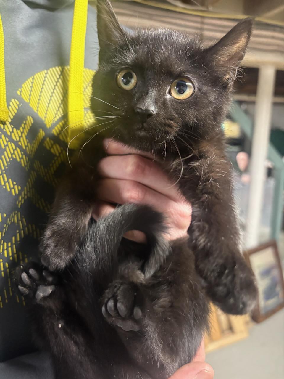 Eclipse, adopted, Kitten Female Domestic Short Hair.