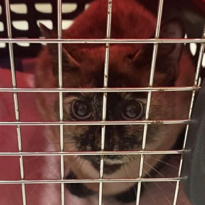 Sasha 3, Adoptable, Adult Female Siamese & Domestic Short Hair.