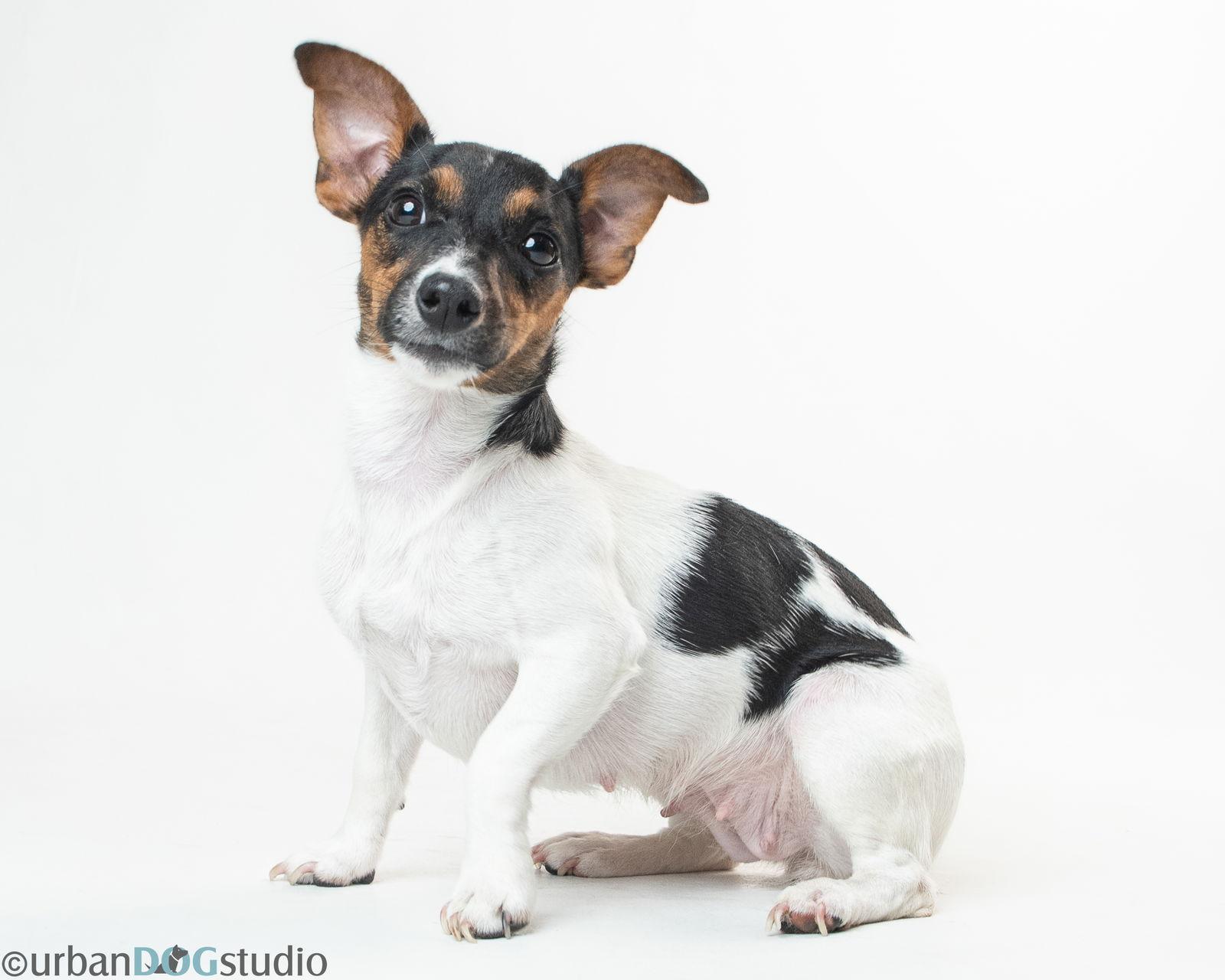 Peach - F, a Adoptable Jack Russell Terrier in Tampa, FL image 1/3