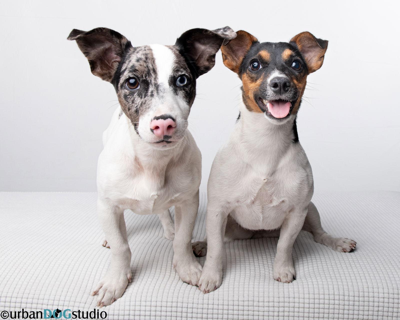 Peach - F, a Adoptable Jack Russell Terrier in Tampa, FL image 2/3