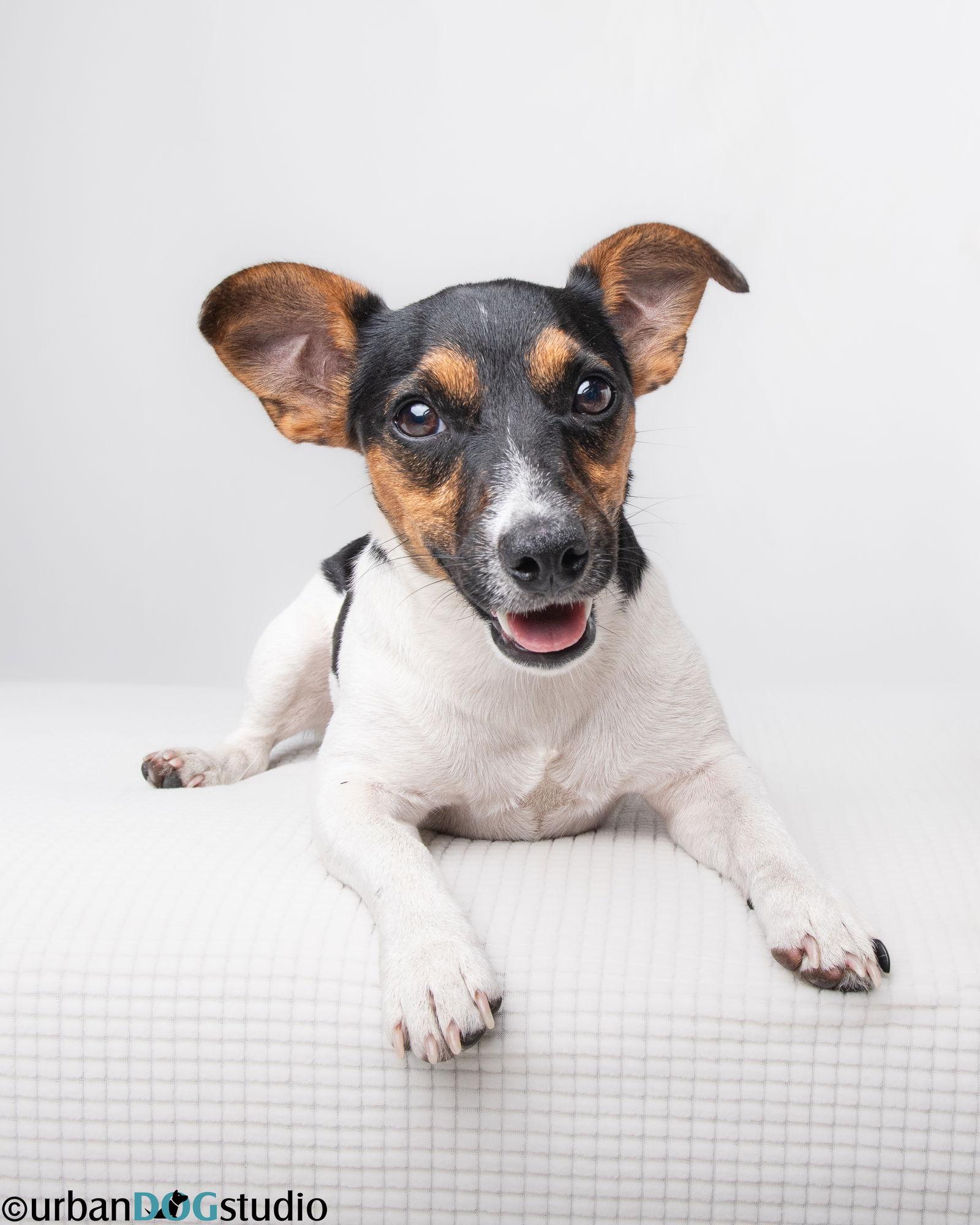 Peach - F, Adoptable, Young Female Jack Russell Terrier.