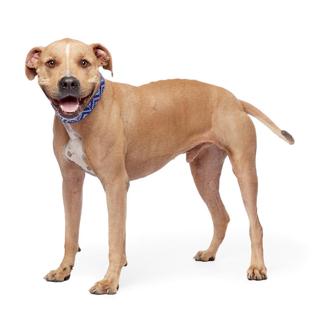 Enlarge Charizard, a Adoptable mixed breed in Kanab, UT image 1/5