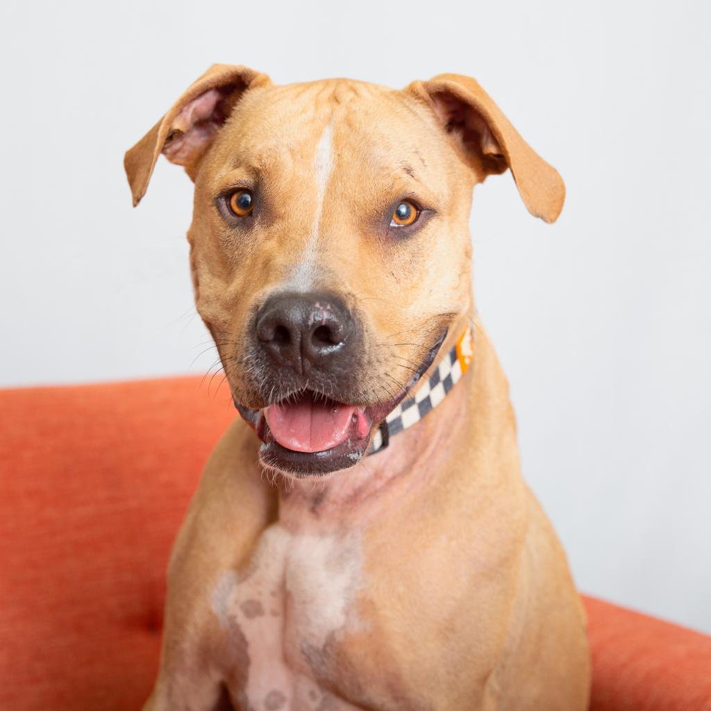 Enlarge Charizard, a Adoptable mixed breed in Kanab, UT image 2/5