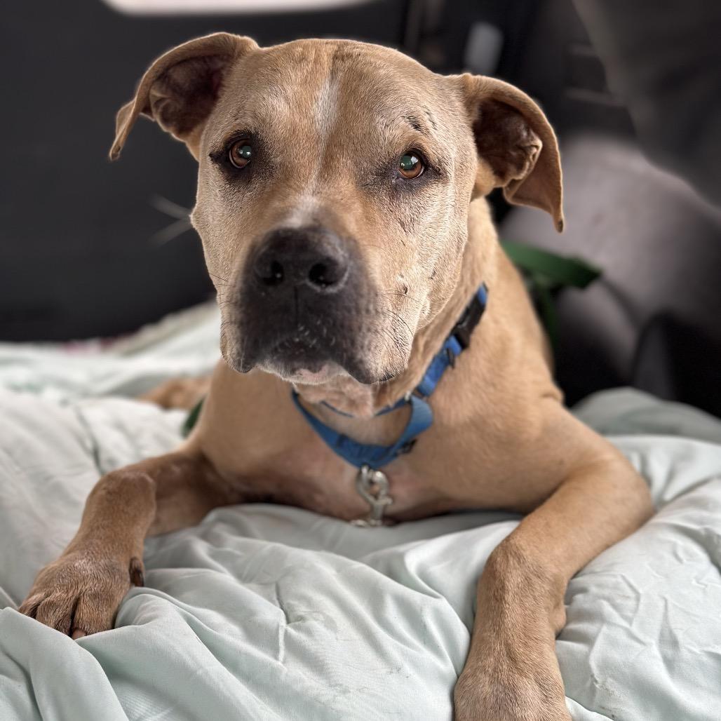 Enlarge Charizard, a Adoptable mixed breed in Kanab, UT image 3/5