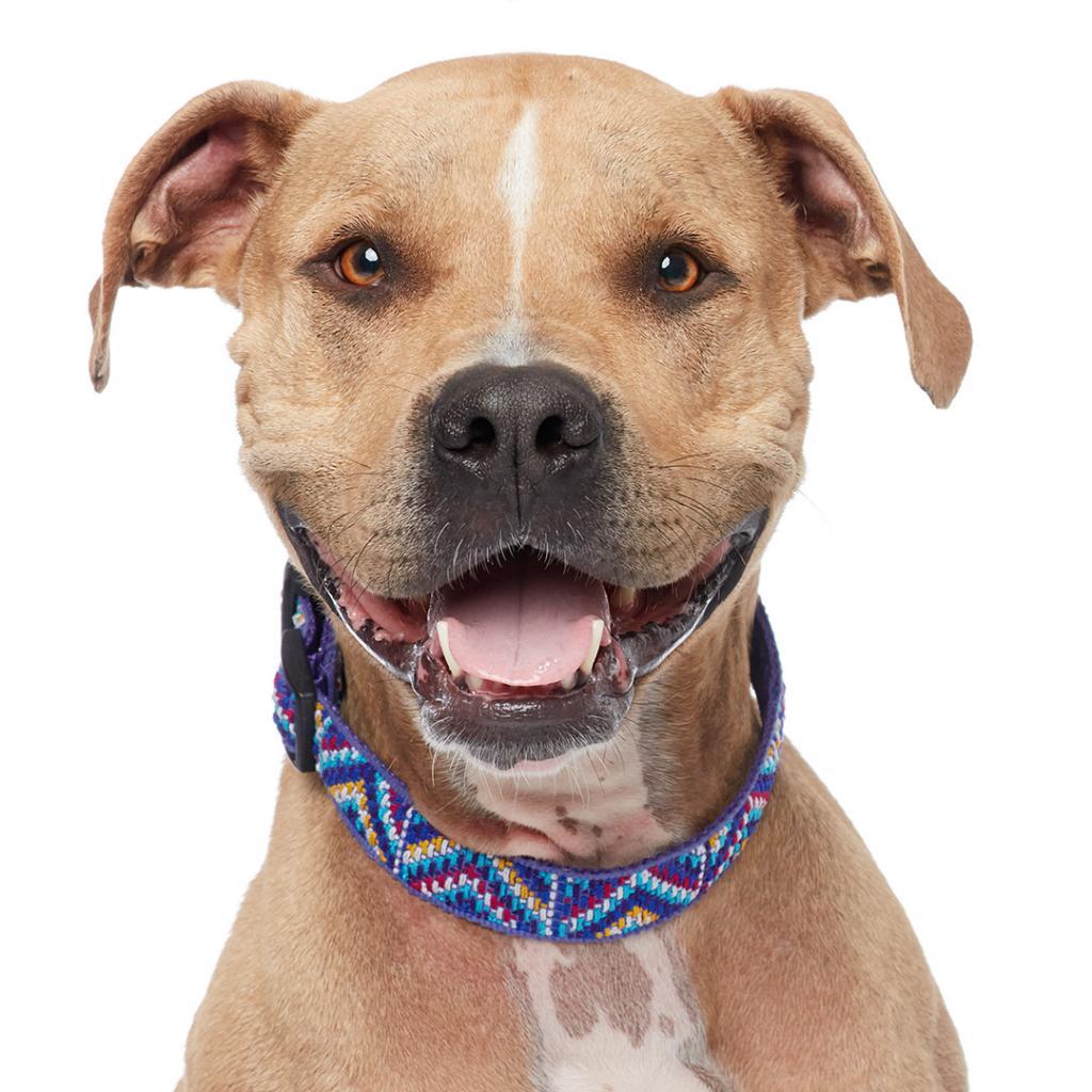 Enlarge Charizard, a Adoptable mixed breed in Kanab, UT image 4/5