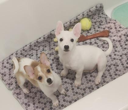 Enlarge Nugget, a Adoptable mixed breed in Cibolo, TX image 1/3