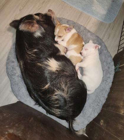 Enlarge Nugget, a Adoptable mixed breed in Cibolo, TX image 2/3