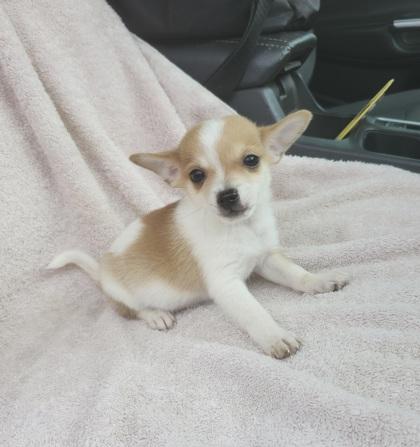 Enlarge Nugget, a Adoptable mixed breed in Cibolo, TX image 3/3