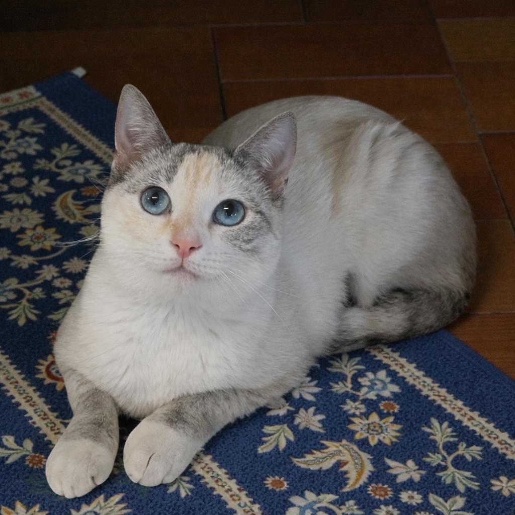 Enlarge Kira — A Quiet Soul Meant for a Deep, Lasting Connection, a Adoptable mixed breed in Hillsboro, TX image 4/6