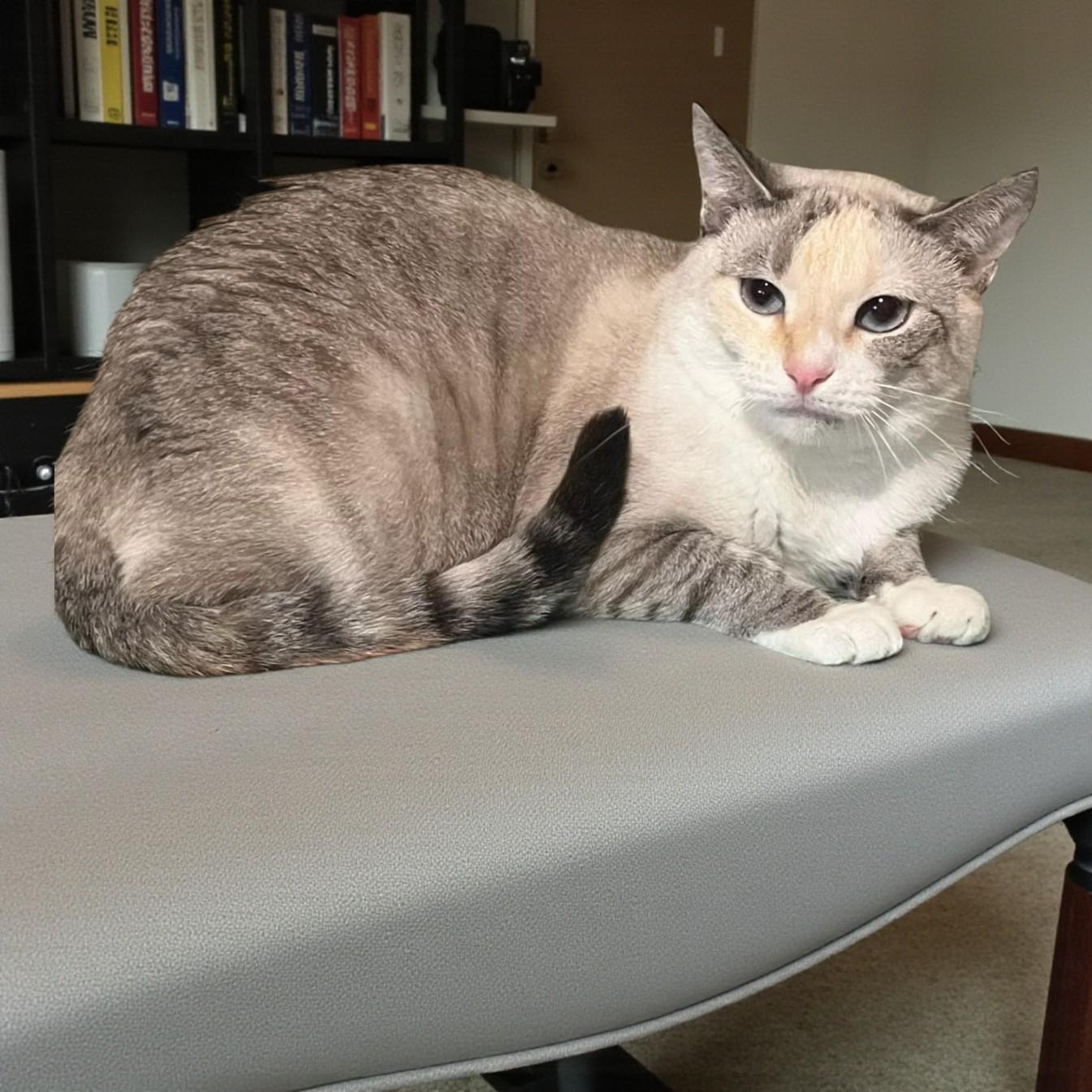 Enlarge Kira — A Quiet Soul Meant for a Deep, Lasting Connection, a Adoptable mixed breed in Hillsboro, TX image 3/6