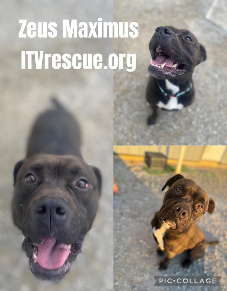 Enlarge Zeus Maximus, a Adoptable Pit Bull Terrier in Evansville, IN image 1/4