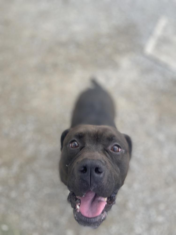 Enlarge Zeus Maximus, a Adoptable Pit Bull Terrier in Evansville, IN image 2/4