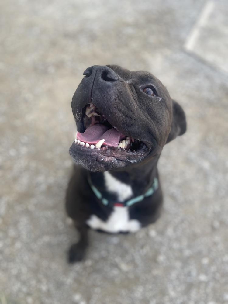 Enlarge Zeus Maximus, a Adoptable Pit Bull Terrier in Evansville, IN image 3/4
