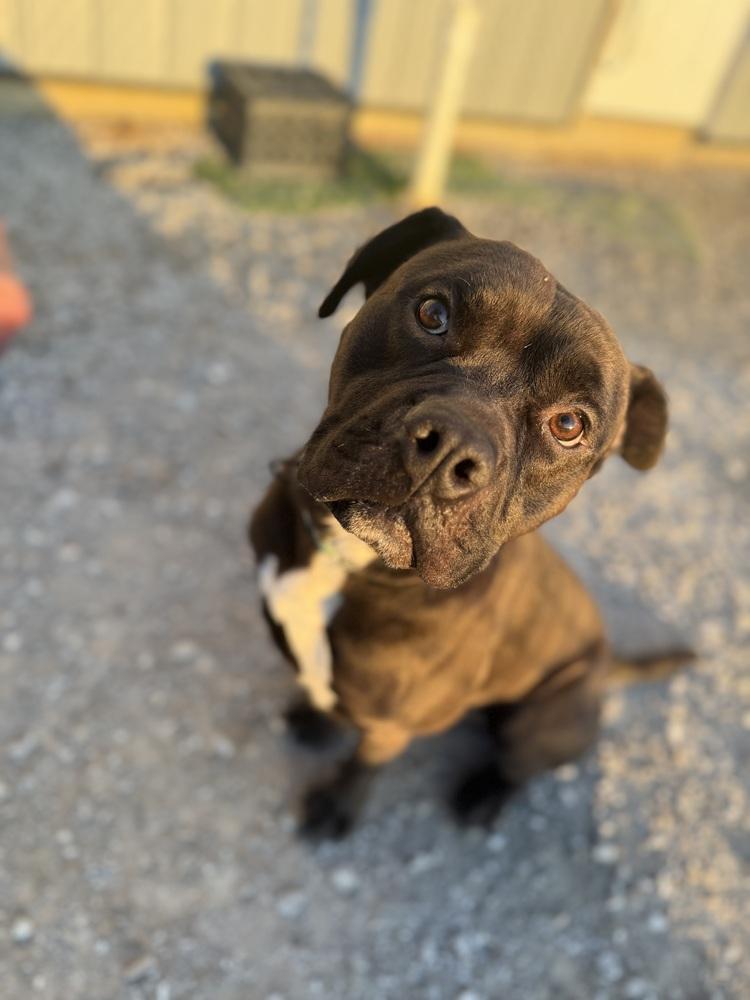 Enlarge Zeus Maximus, a Adoptable Pit Bull Terrier in Evansville, IN image 4/4