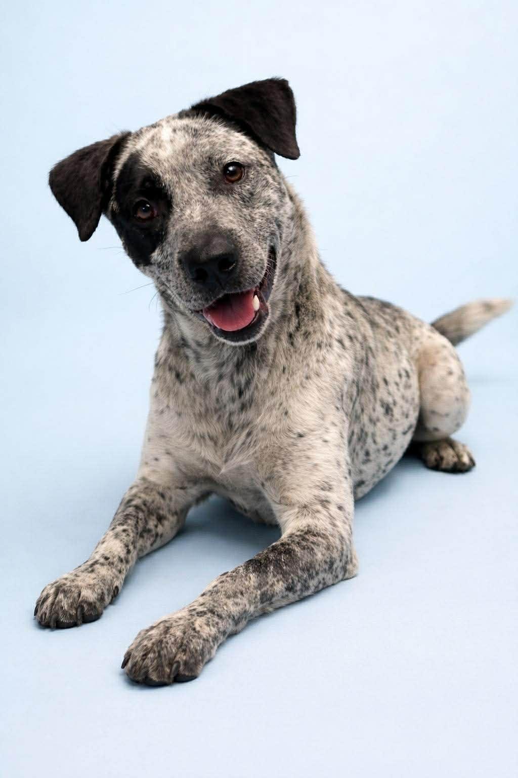 Enlarge Oreo, an adopted mixed breed in Millington, TN image 1/1