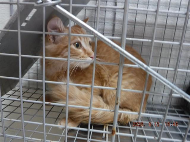 ZAYNE, Adoptable, Kitten Male Domestic Medium Hair.