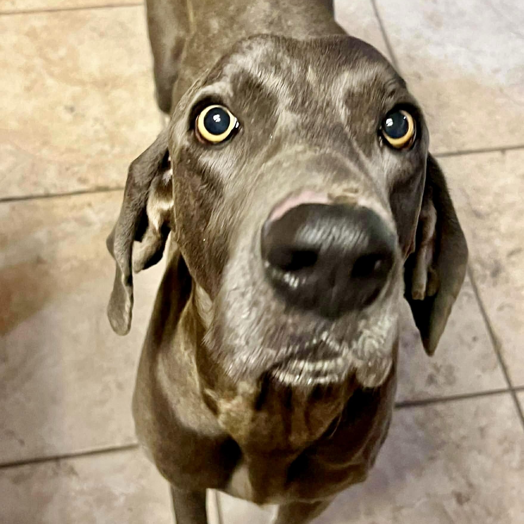 Andy, a Adoptable Weimaraner in Pittsburgh, PA image 1/6