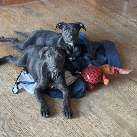 Enlarge Norrie & Duggee, a ADOPTABLE Black Labrador Retriever in Denver, CO image 1/1