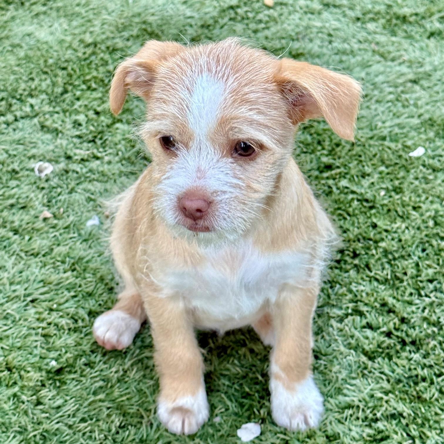 Enlarge Trix, a ADOPTABLE mixed breed in modesto, CA image 2/6