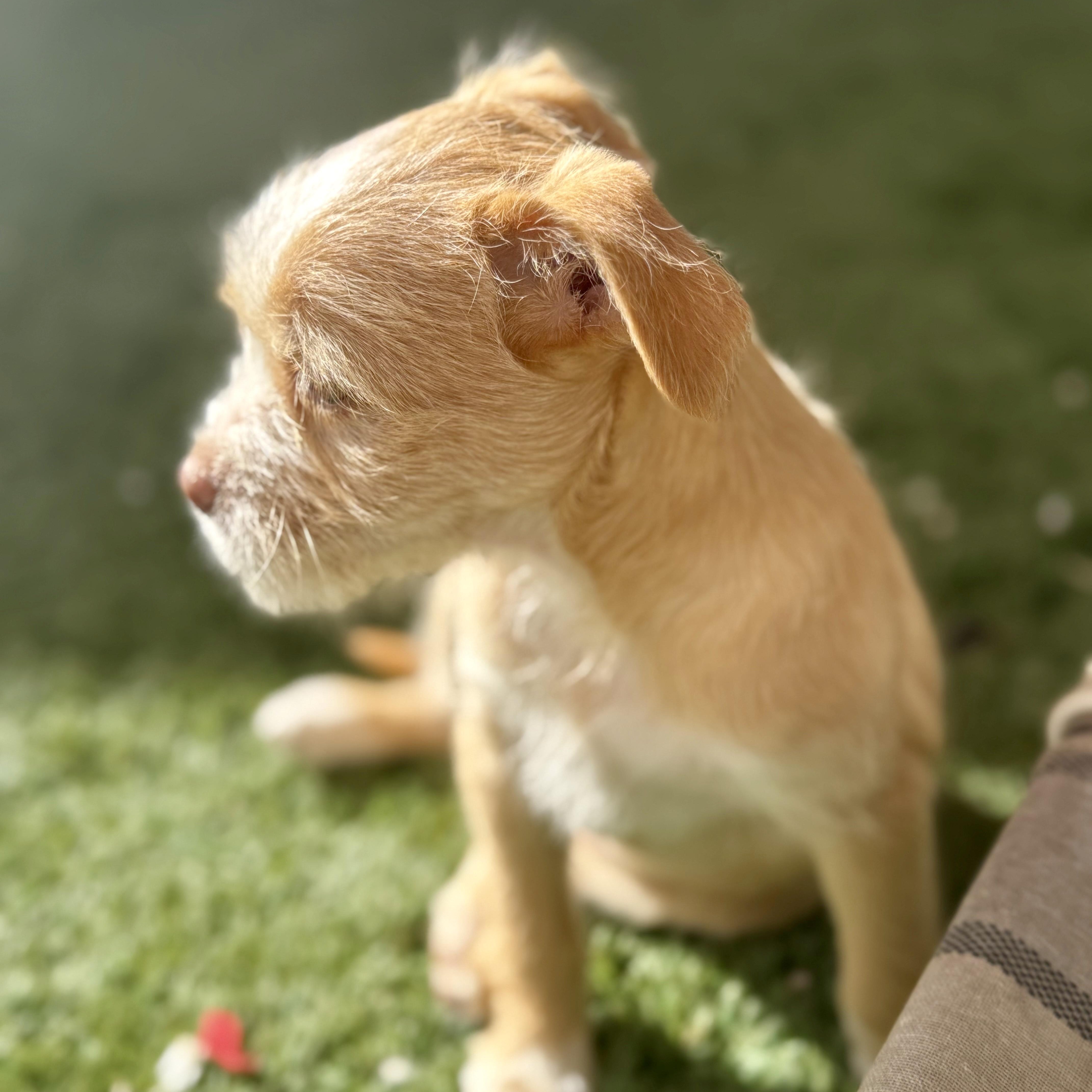 Enlarge Trix, a ADOPTABLE mixed breed in modesto, CA image 4/6