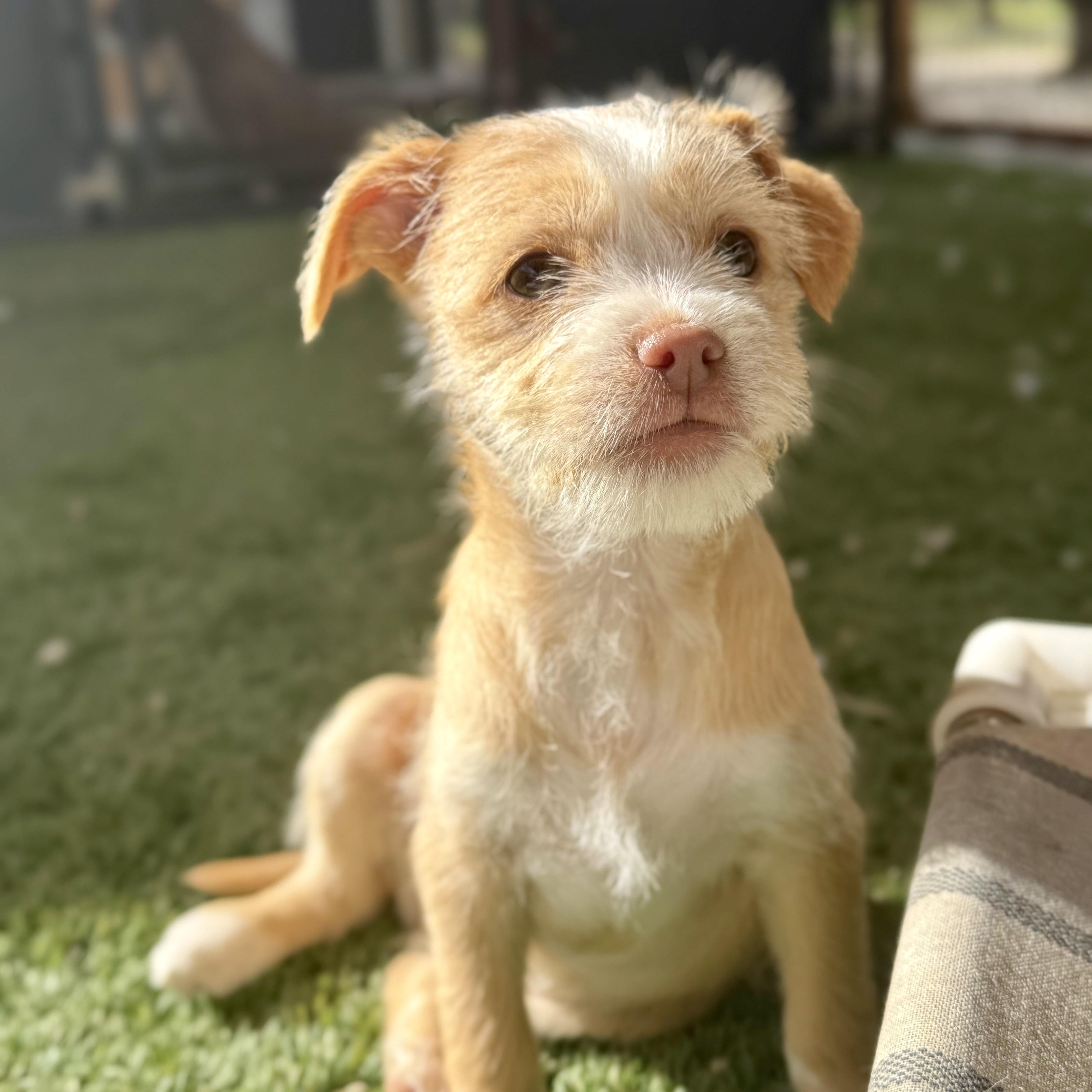 Trix, ADOPTABLE, Puppy Female Wirehaired Terrier & Parson Russell Terrier.