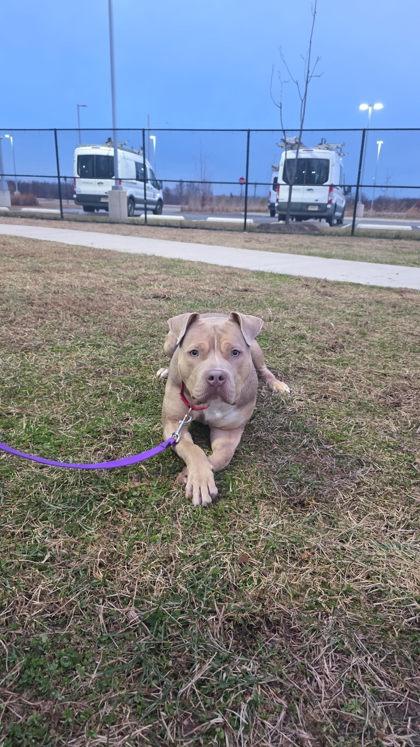 Chester, Adoptable, Adult Male Mixed Breed.