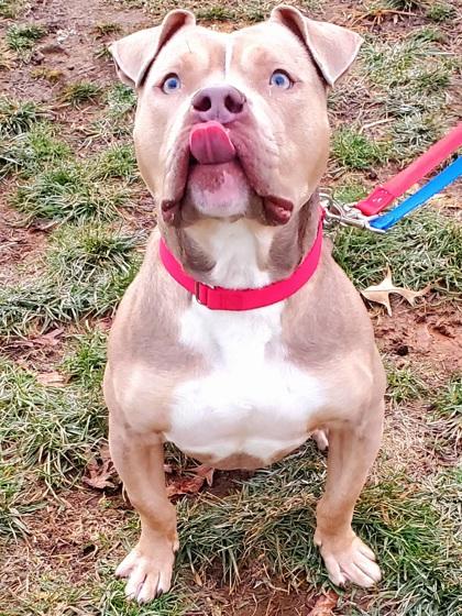 Chester, Adoptable, Adult Male Mixed Breed.